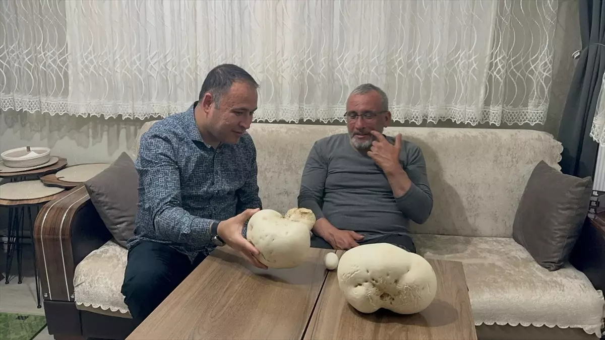 Isparta'da 2,5 kg ve 1,5 kg'lık Dev Mantarlar Bulundu