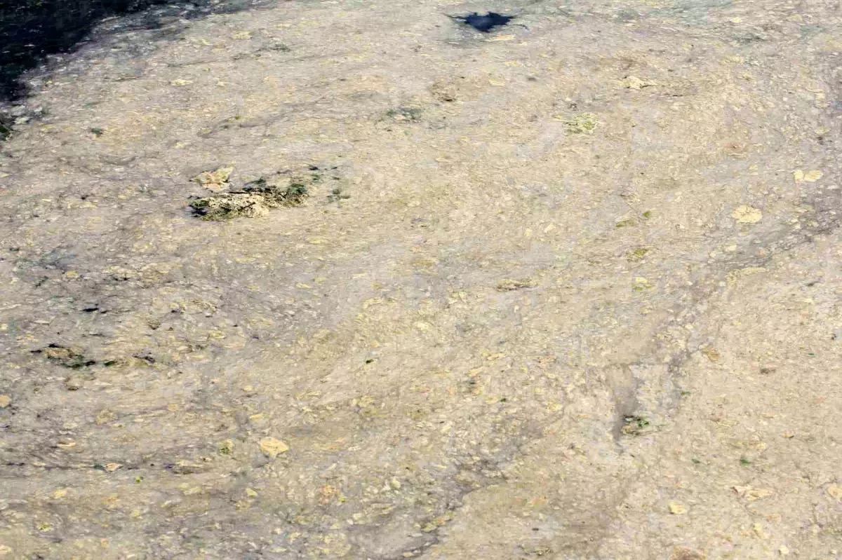 Gemlik'te Müsilaj Tehlikesi