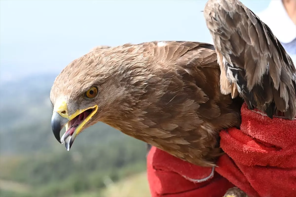 Yaralı Kuşlar Doğaya Salındı