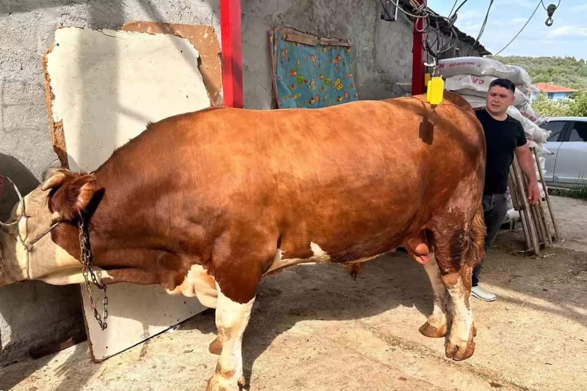 380 Bin Liralık Kurbanlık: Paşa