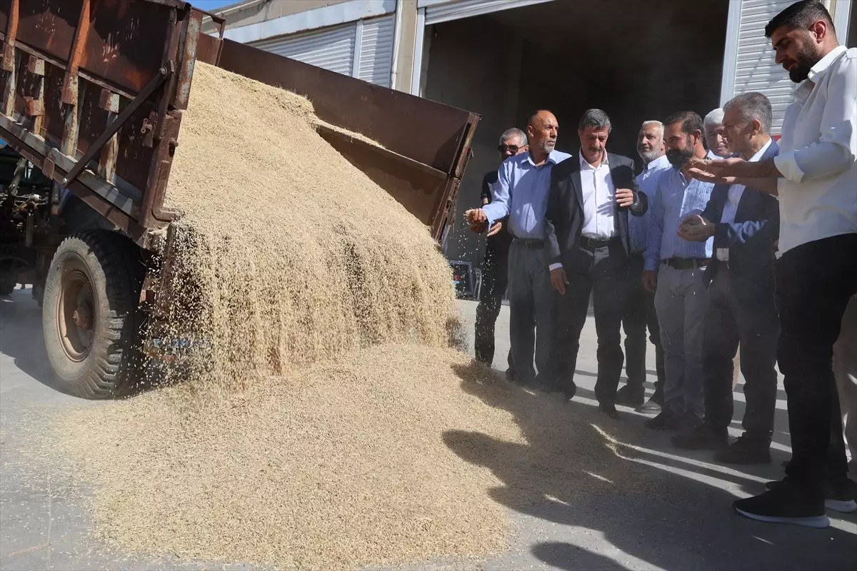 Kızıltepe'de Arpa Hasadı Başladı