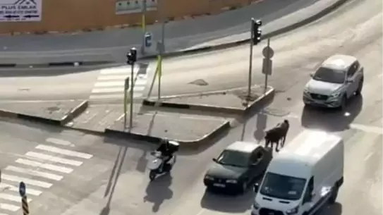 Adana'da Atı Araca Bağlayana Ceza
