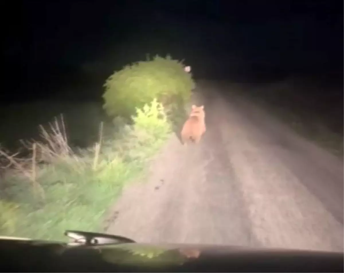 Sivas'ta Sürücü Ayıyı Kovaladı