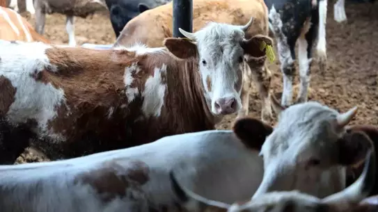 Kurban Bayramı'nda Büyükbaş Hayvana Talep Artıyor