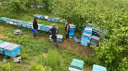 Yığılca'da Arıcılığa Destek Projesi
