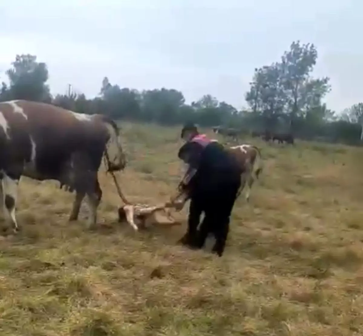 Jandarma, Doğumda Hayvanı Kurtardı