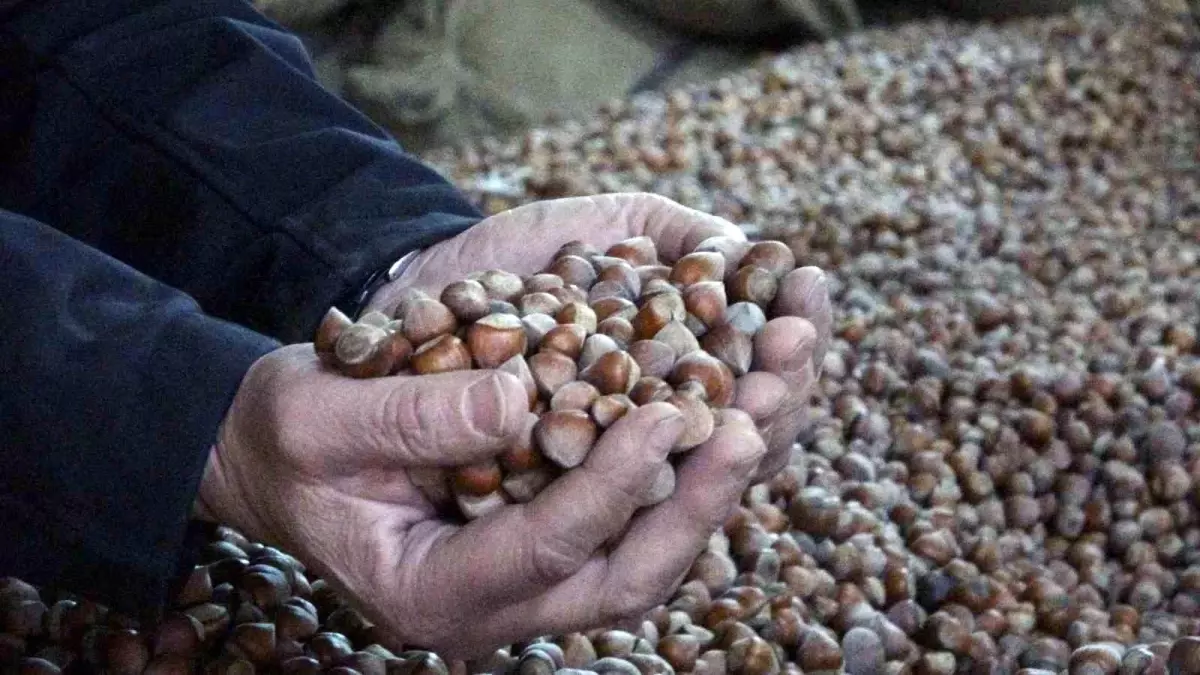 Fındık Fiyatları Sert Düşüşte