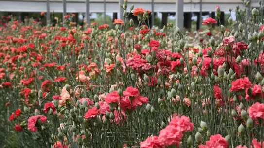 Yerli Karanfil Islahı Başarıyla Tamamlandı