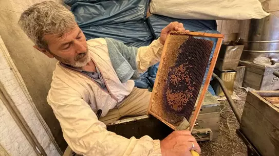 Kumluca'da Narenciye Balı Hasadı Başladı