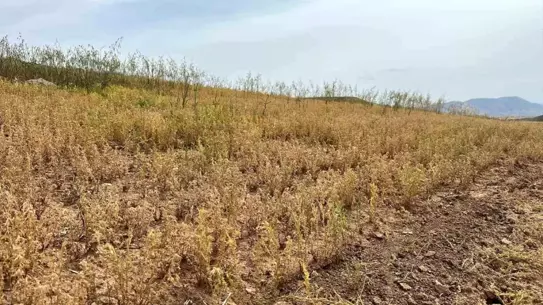Siirt'te İlk Mercimek Hasadı Yapıldı