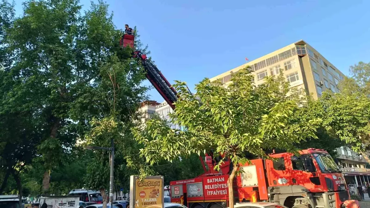Batman'da Yavru Kargalar İtfaiye ile Kurtarıldı