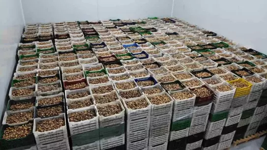Kuru İncir İhracatı Yüzde 28 Arttı