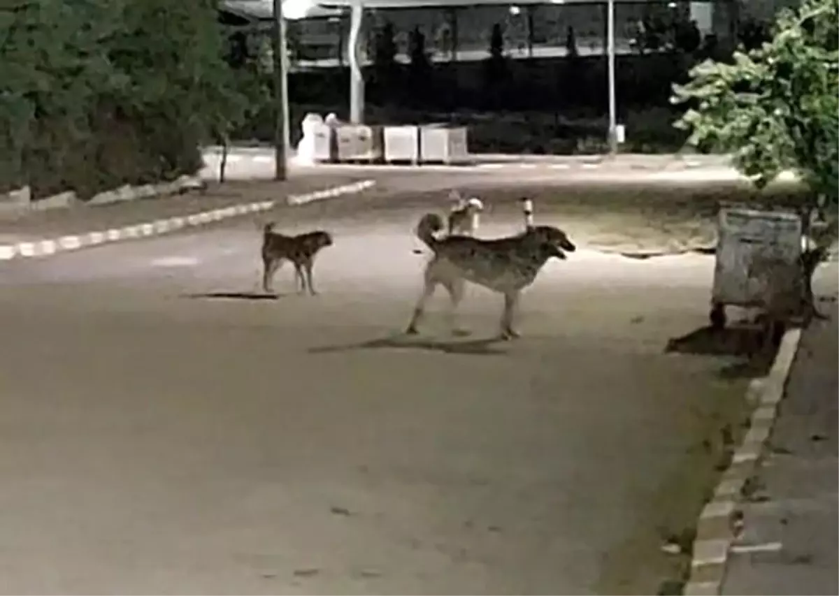 Malkara OSB'de Sokak Köpekleri Tedirginlik Yarattı
