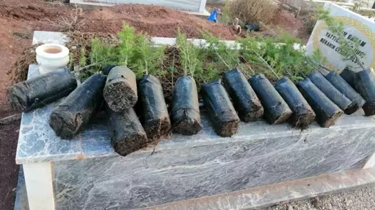 Anneler Günü'nde Mezarlıklara Fidan Dikimi