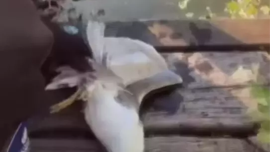 Mahsur Kalan Martı Kurtarıldı