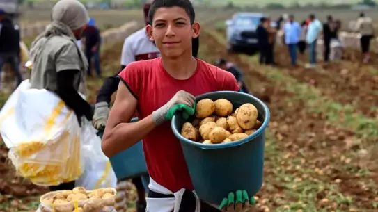 Adana'da Erkenci Patates Hasadı Başladı