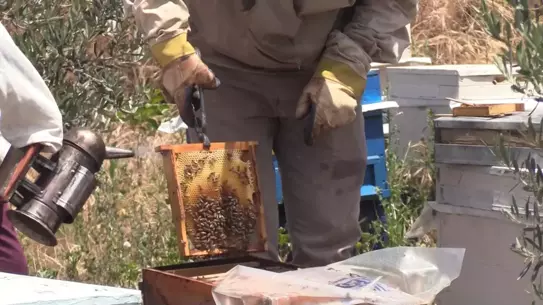 Arıcılar Teknolojiyle İklim Değişikliğine Karşı