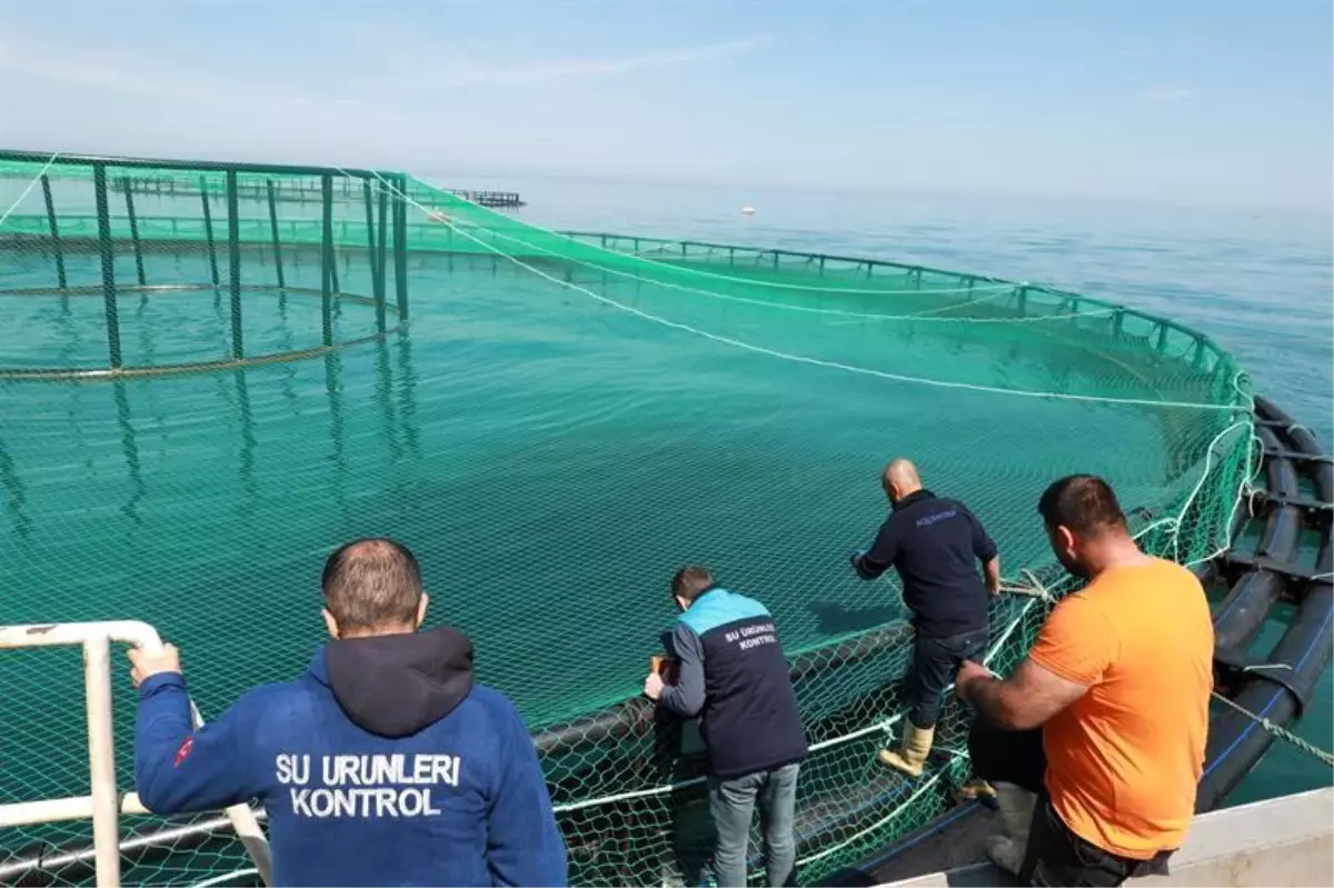 Trabzon'da Türk Somonu Stok Denetimi