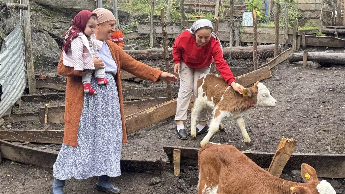 Artvin'de İnek Dördüz Doğurdu