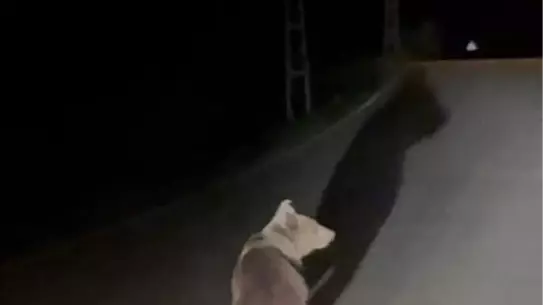 Karabük'te Bozayı Görüntülendi