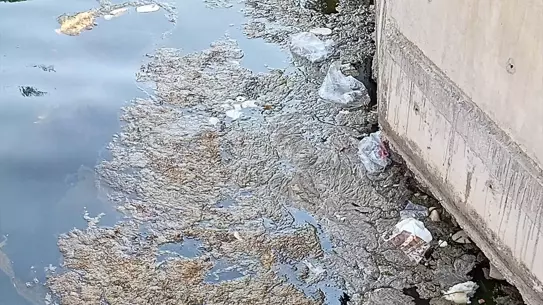 Karamürsel'de Denizde Köpüksü Tabakalar
