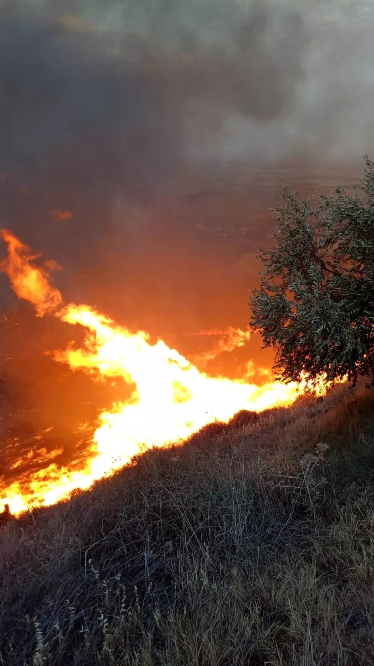 Hatay'da Zeytinlik Alanda Yangın