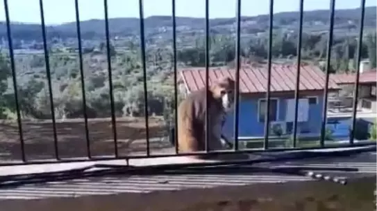 Maymun Panik Yarattı