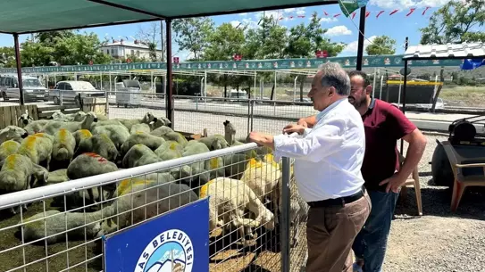 Talas'ta Kurban Satışı için Başvurular Başladı