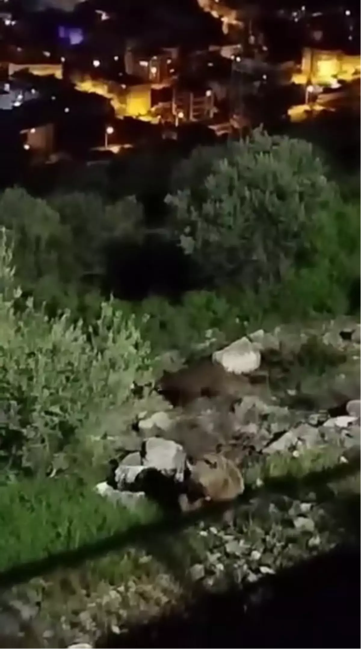 Sakarya'da 4 Bozayı Görüntülendi