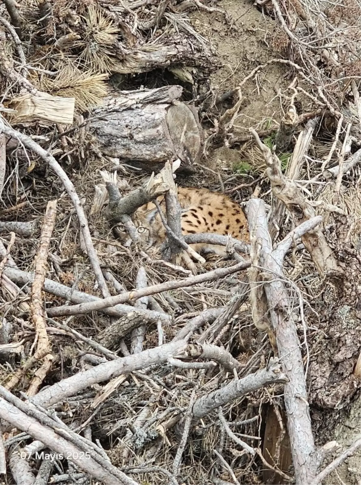 Bolu'da Vaşak Ailesi Koruma Altında