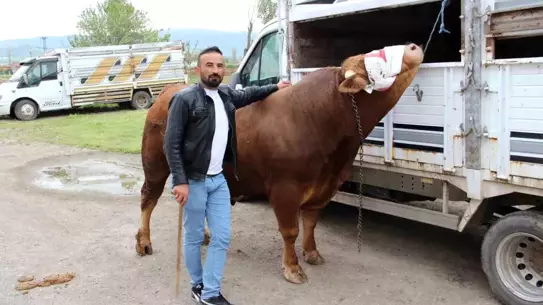 Çorum'da 'Paşa' 380 Bin TL'ye Satılık