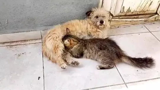 Köpek Tarçın, Yavru Kediyi Emziriyor