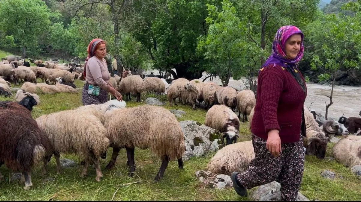 Yüksekova'da Berivanların Zorlu Yayla Mesaisi