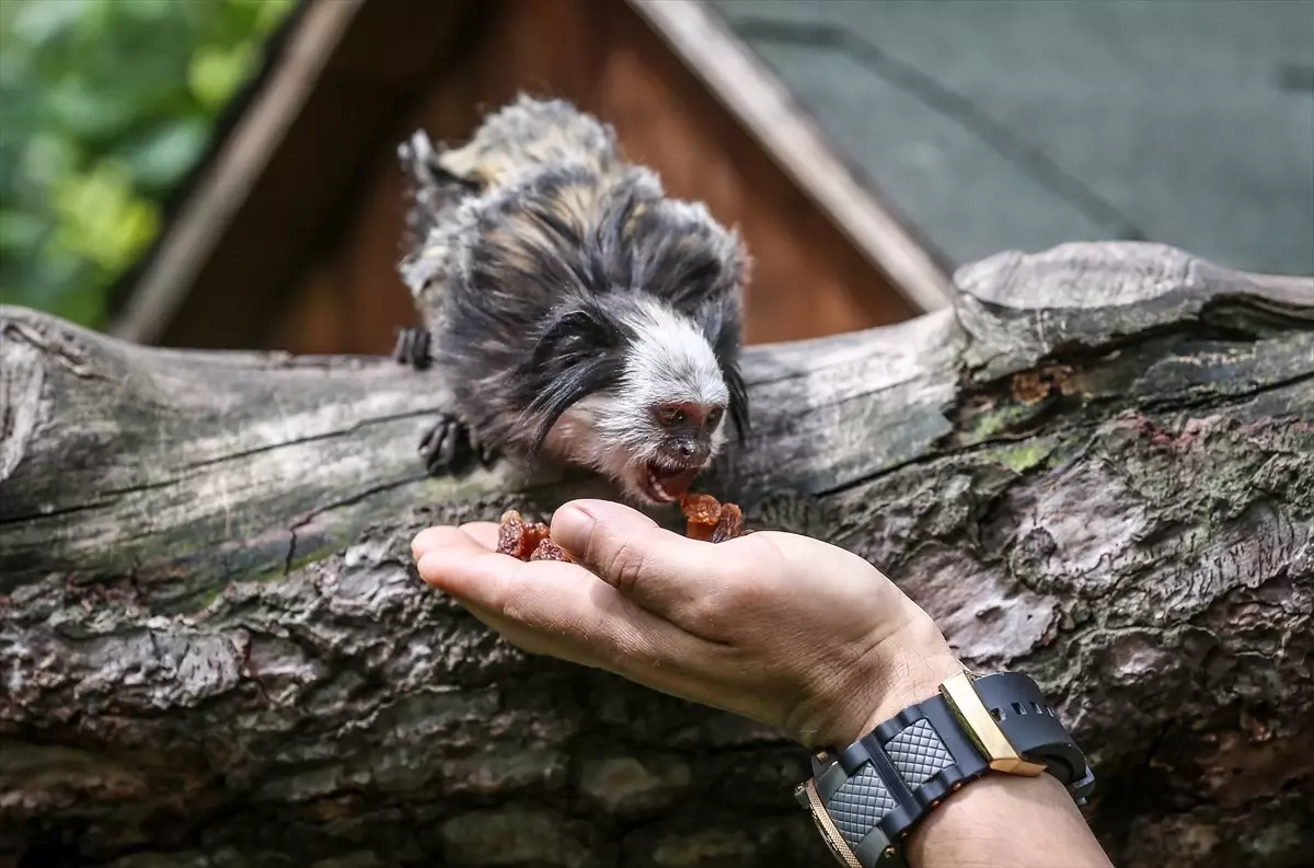 Bursa'da Beyaz Yüzlü Marmosetler Bakılıyor