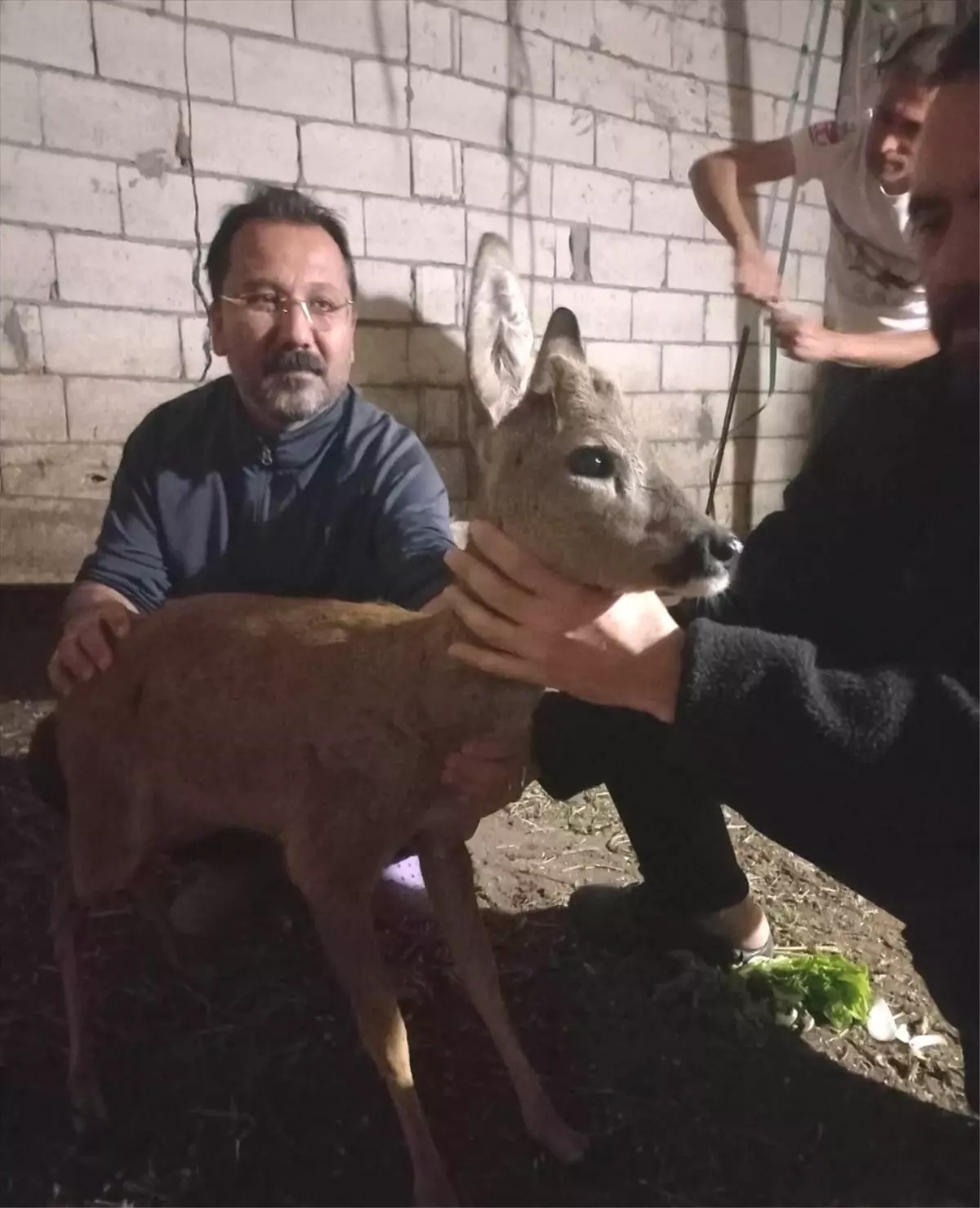 Köpeklerin Saldırdığı Yaralı Karaca Kurtarıldı