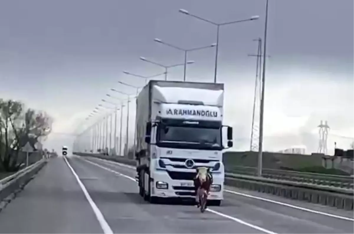 Erzurum'da Tosun Tır Sürücüsünü Zor Durumda Bıraktı