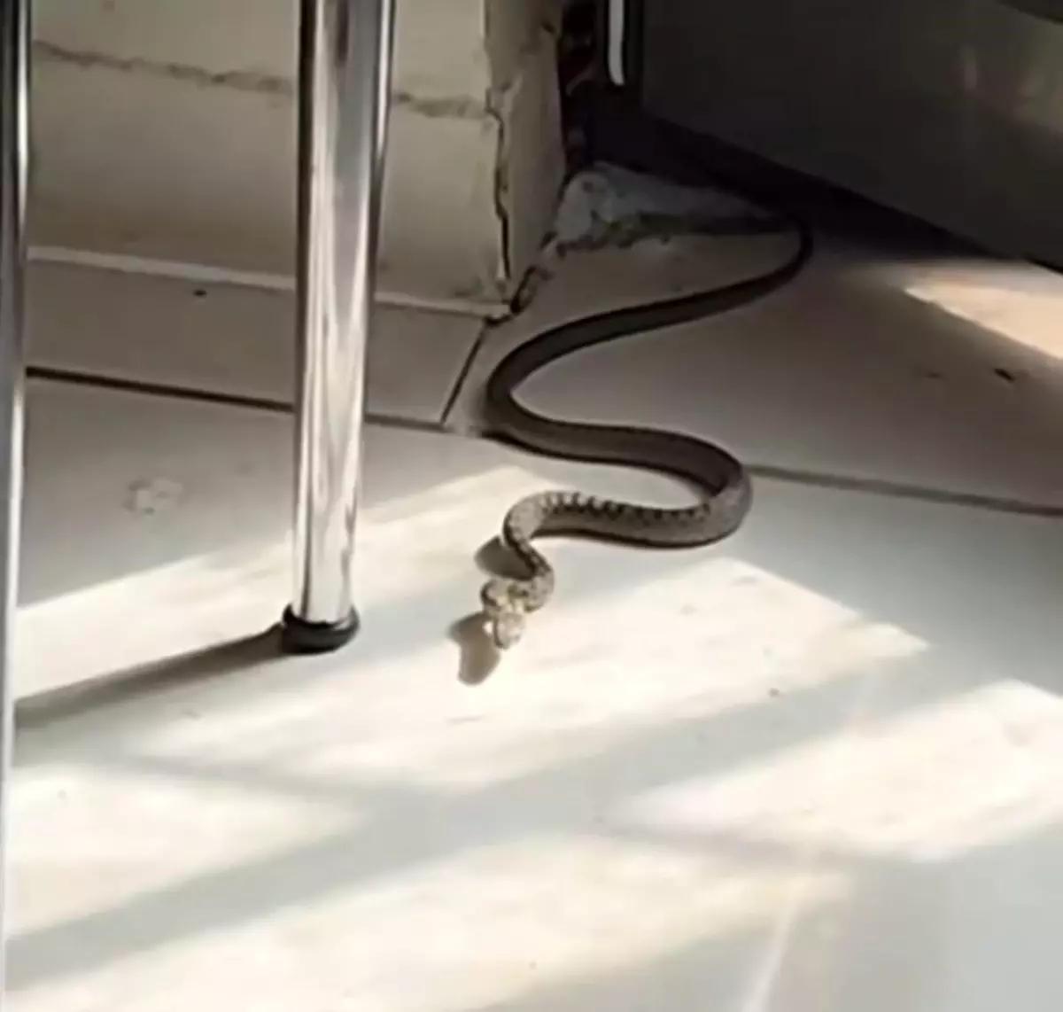 Kedi Yılanı Görünce Zıplayıp Miyavladı