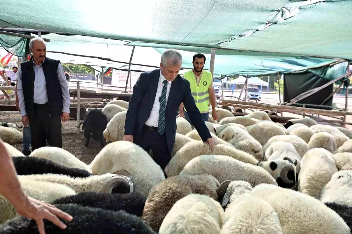 Şahinbey Belediyesi, Kurbanlık Fiyatlarını Düşük Tutacak