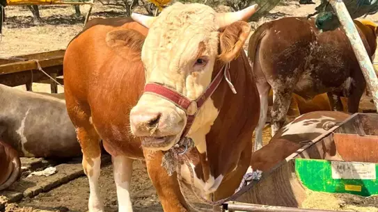 Aliağa'da Kurban Kesim Fiyatları Açıklandı