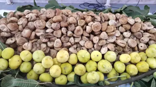 Kuru İncirde Aflatoksin Sorunu Çözüldü