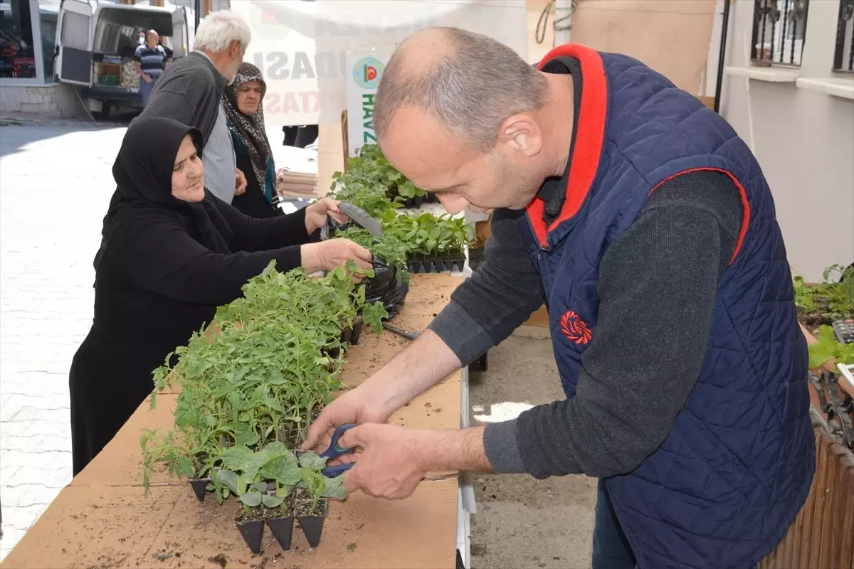 Havza'da Sebze Fidesi Satışları Başladı