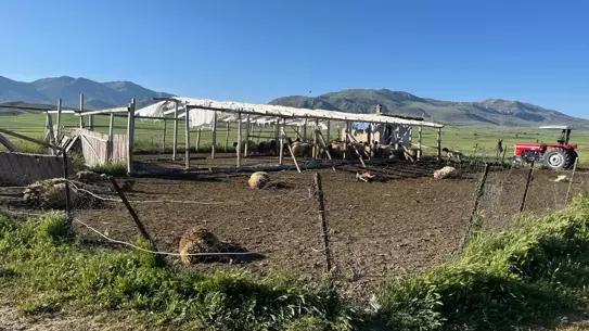 Kurt Saldırısı: 12 Koyun Telef oldu