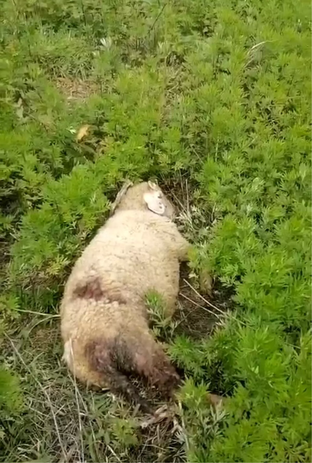 Köpek Saldırısı: İki Hayvan Telef Oldu