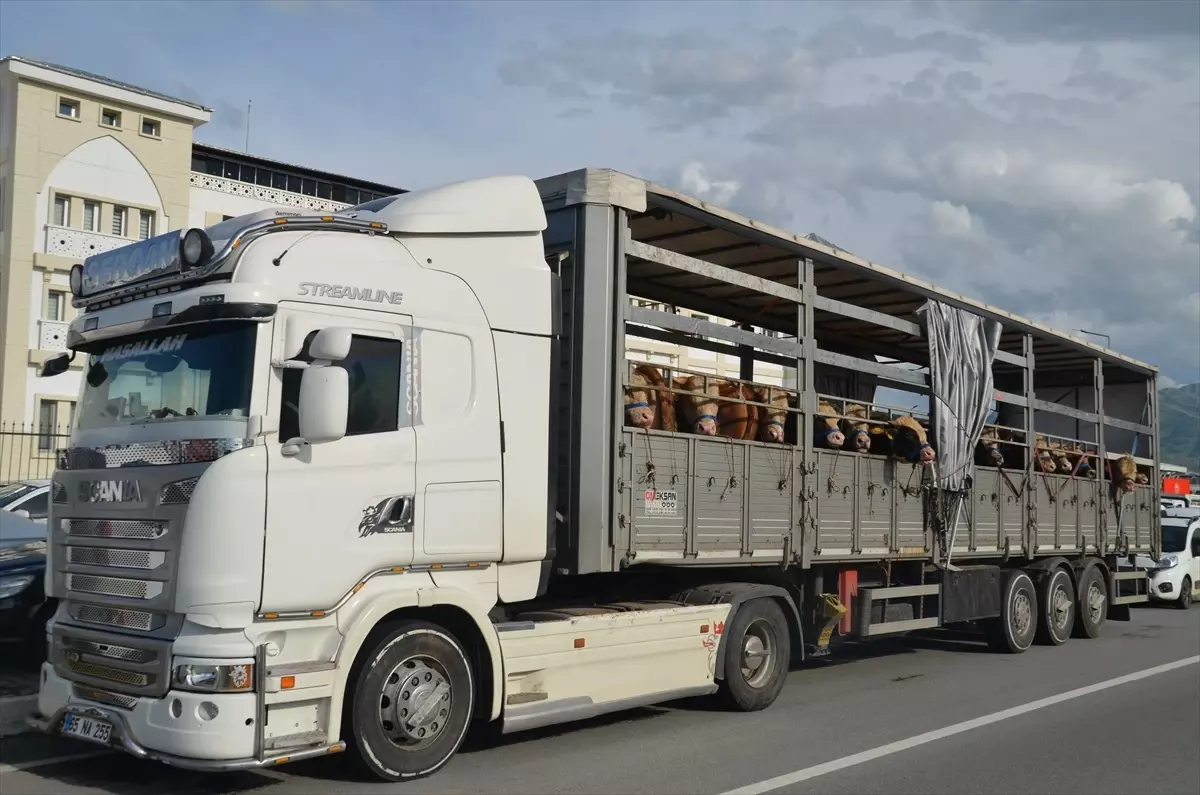 Muş'tan Kurbanlık Hayvan Sevkiyatı Başladı