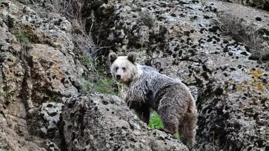 Ayı Saldırısından Köpekler Kurtardı