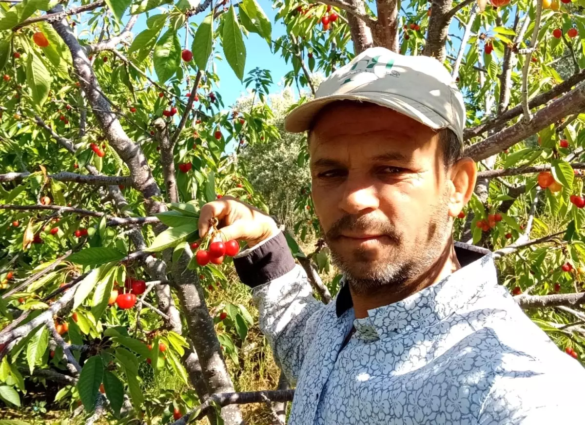 Kiraz Üreticileri Düşük Verime Rağmen Harga Sevindirdi