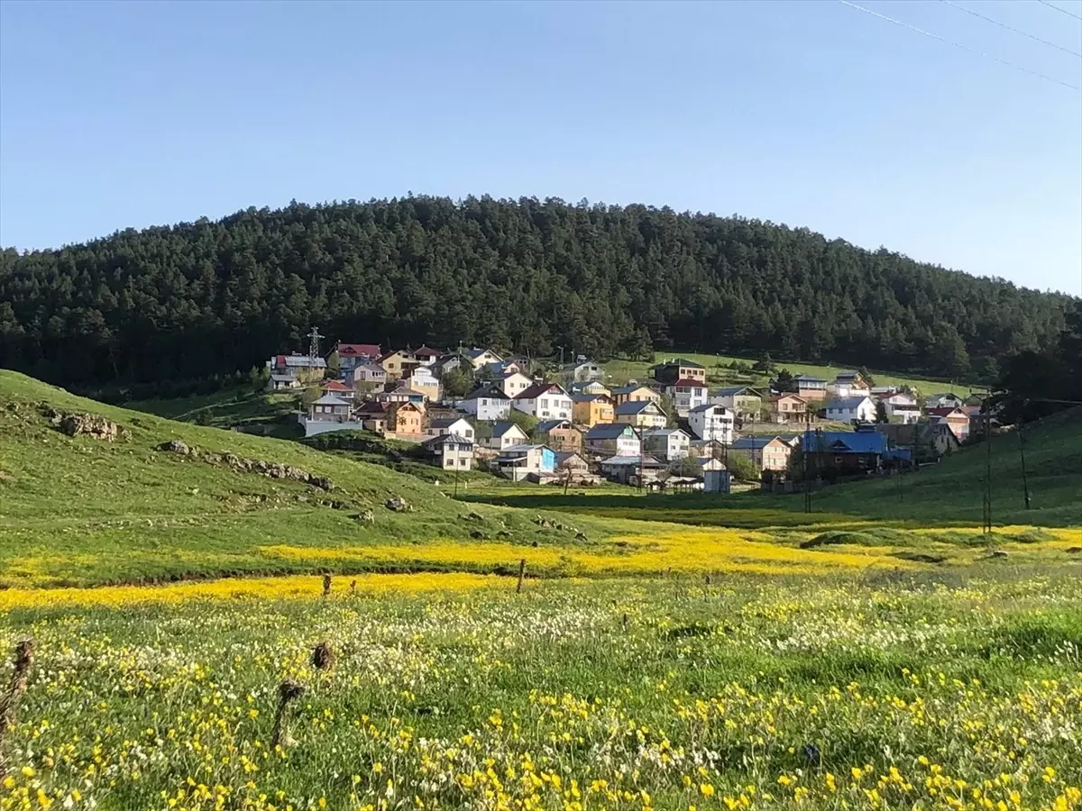 Eğriçimen Yaylası Sarı Papatyalarla Renklendi