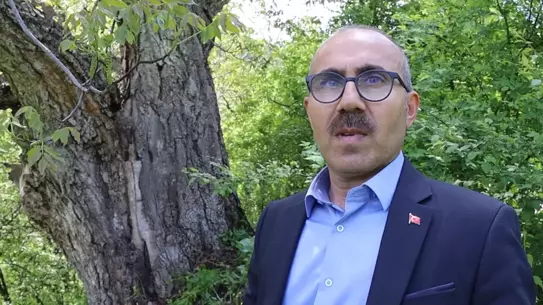 350 Yıllık İmam Ağacı Hala Meyve Veriyor