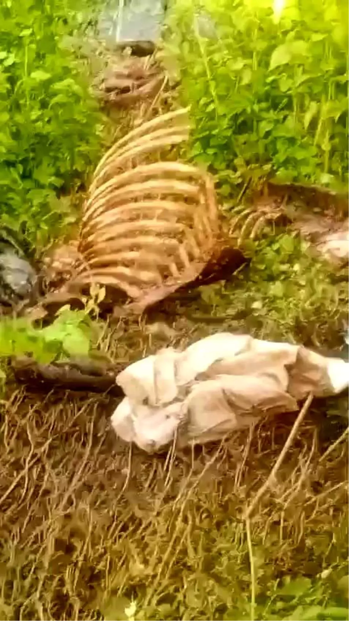 Sakarya'da Tek Tırnaklı Hayvan Kemikleri Bulundu