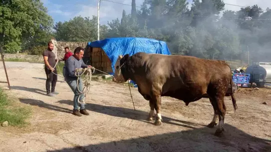 Çanakkale'de 450 Bin TL'lik Boğa Satışa Çıktı